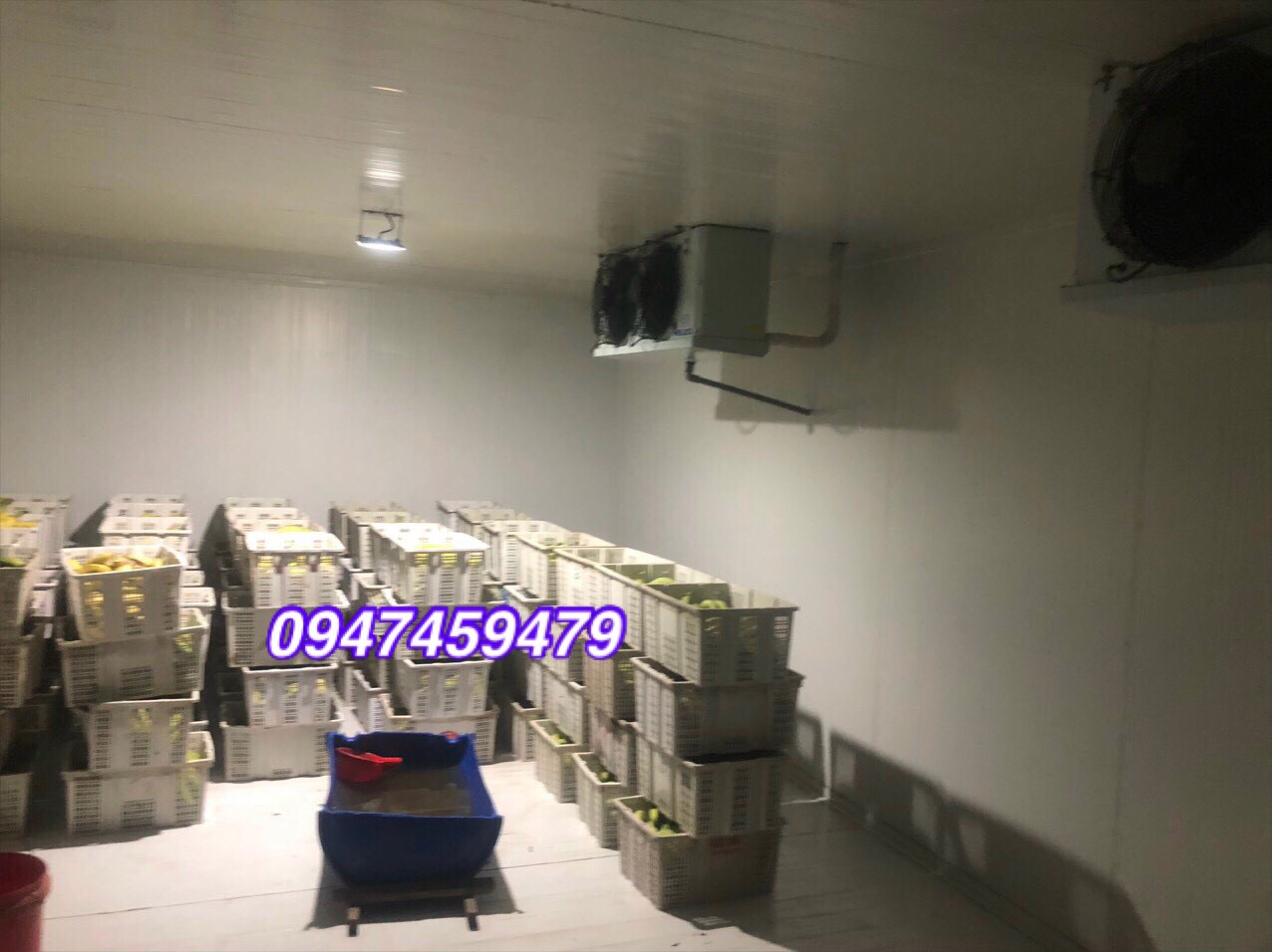 kho lạnh bảo quản chuối.jpg