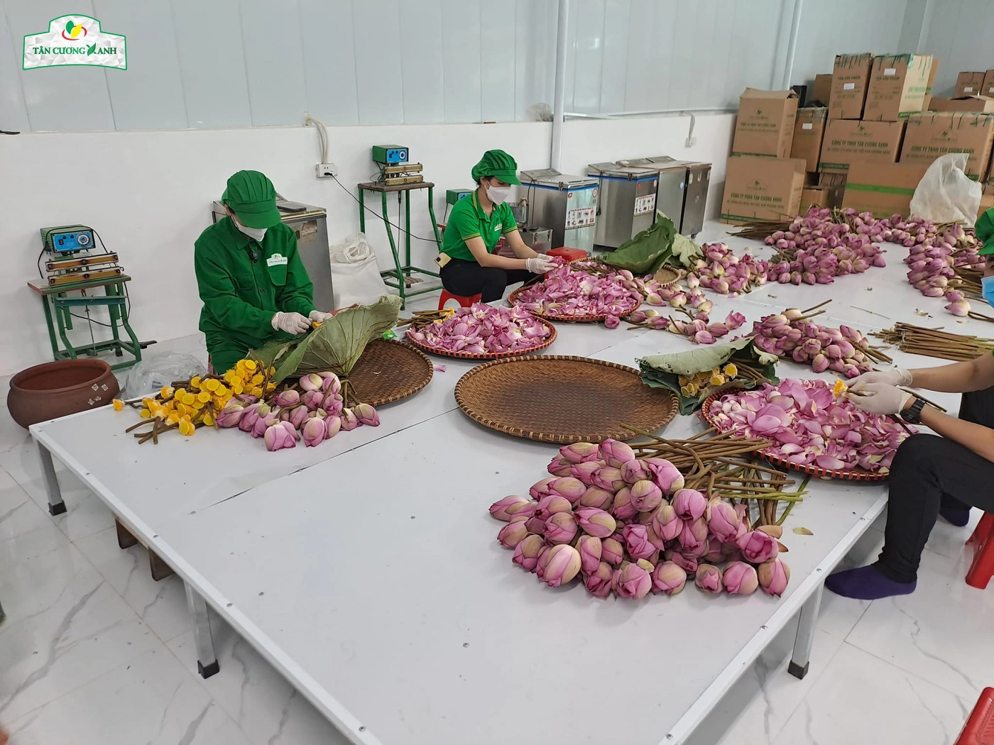 Khám Phá Các Dòng Trà Đặc Sản Từ Tân Cương Xanh